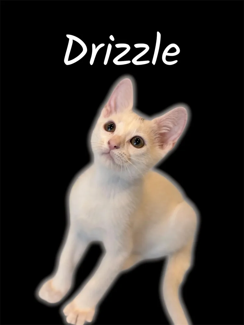 A baby small-sized male White Domestic Short Hair cat named Drizzle for adoption in Auburn, CA