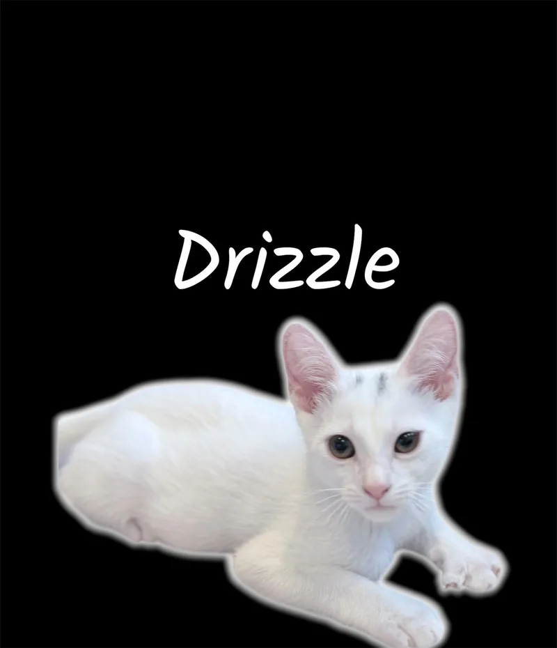 Drizzle thumbnail 2