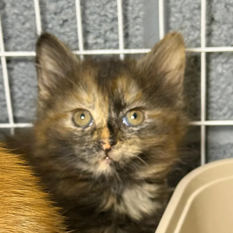 A baby small-sized female Tortoiseshell Domestic Long Hair cat named Callie for adoption in Middle Village, NY