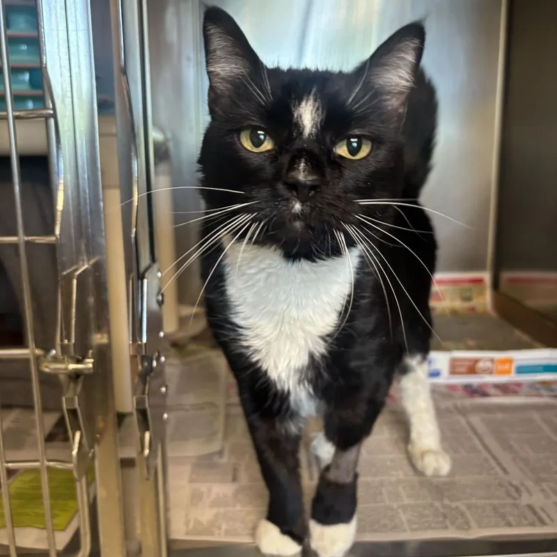 A senior medium-sized female Domestic Short Hair cat named Bella for adoption in Manchester, NH