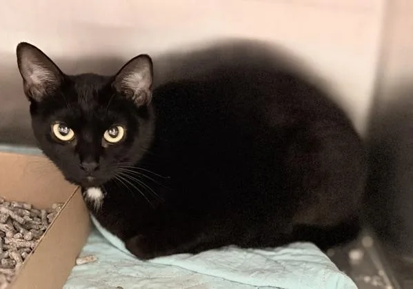 An adult medium-sized female Domestic Short Hair cat named Alex for adoption in Ridgewood, NY