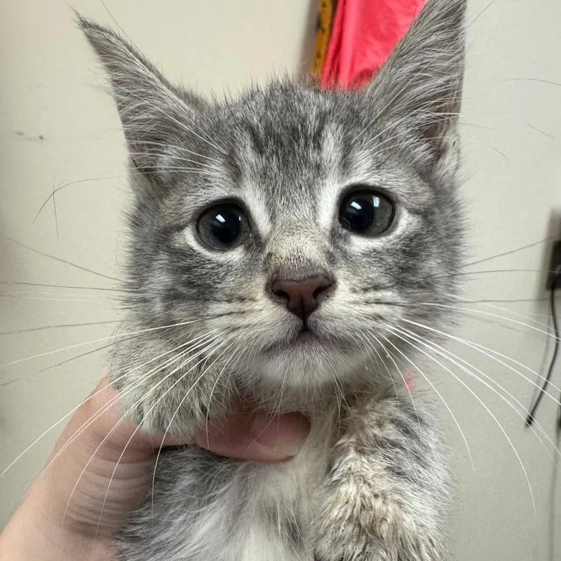 A baby small-sized male Gray / Blue / Silver Domestic Short Hair cat named Chippy Dippy Dopey Dub for adoption in Pekin, IL