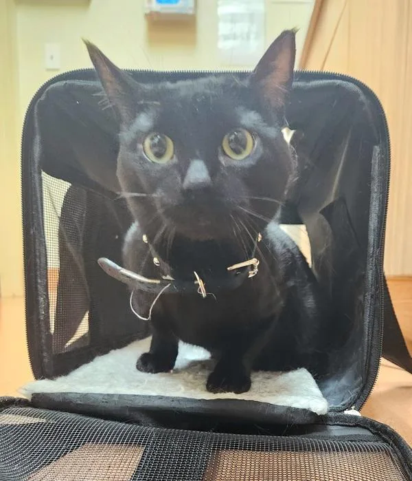 An adult medium-sized male Domestic Short Hair cat named Apollo for adoption in Kennewick, WA