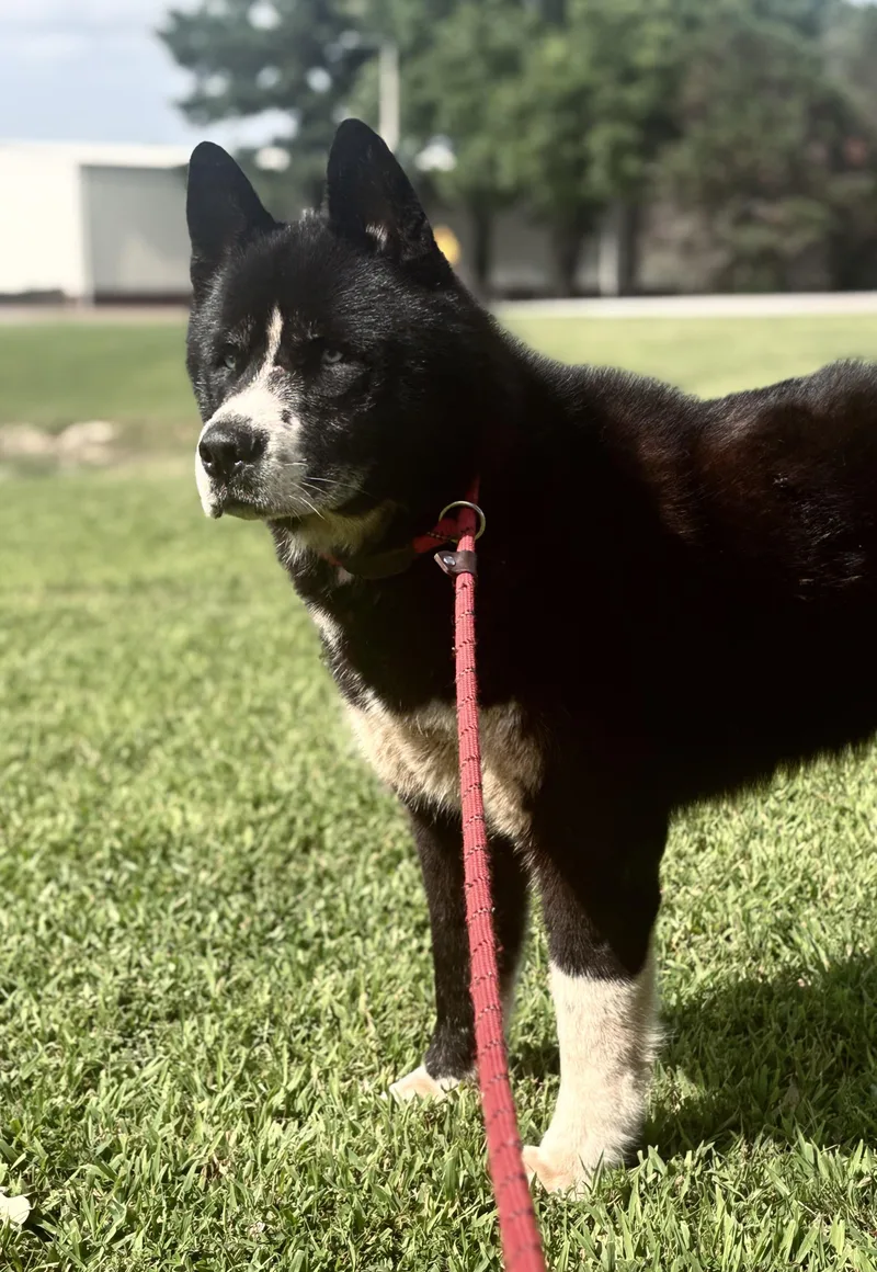 Yogi