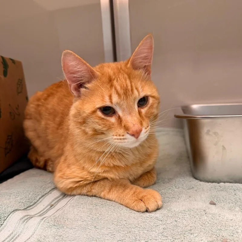 An adult large-sized male Orange / Red Domestic Short Hair cat named Sherbert for adoption in Saint Charles, MO