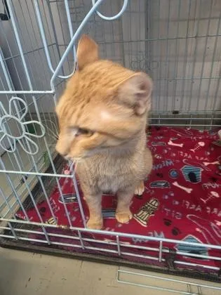 An adult medium-sized male Orange / Red Domestic Short Hair cat named Garfield for adoption in Plano, TX