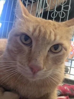 Garfield thumbnail 2
