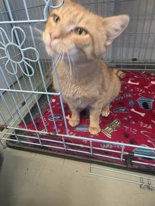 Garfield thumbnail 3