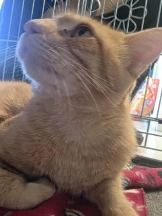 Garfield thumbnail 5