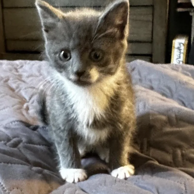 A baby small-sized female Gray / Blue / Silver Domestic Short Hair cat named Ash in Oak Hill for adoption in Alexandria, VA