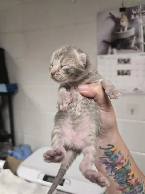 A baby small-sized female Domestic Short Hair cat named Mochi for adoption in Easton, MD