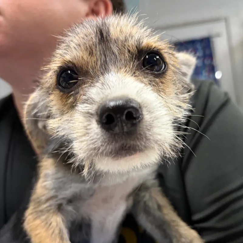 A baby small-sized female White / Cream Chihuahua dog named Coco for adoption in Summerville, SC