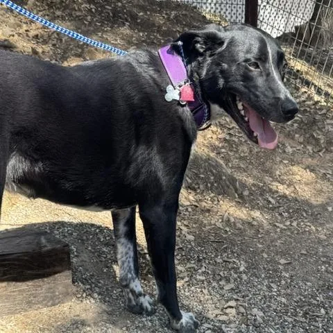 An adult large-sized female Black Border Collie dog named Willow for adoption in San Francisco, CA