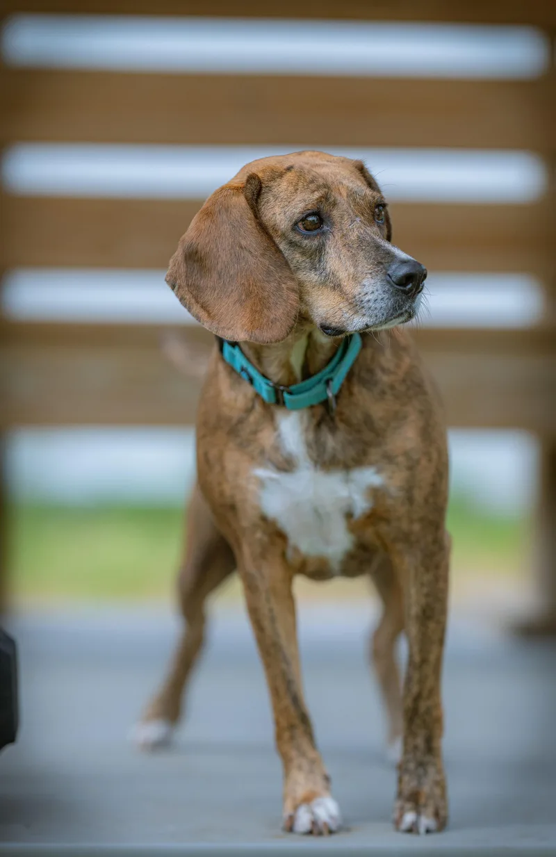 An adult medium-sized female Brindle Beagle dog named Hazel for adoption in Paris, ME