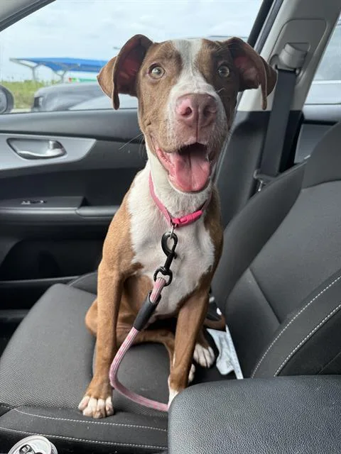 A young large-sized female Mixed Breed dog named Monica for adoption in Dallas, TX