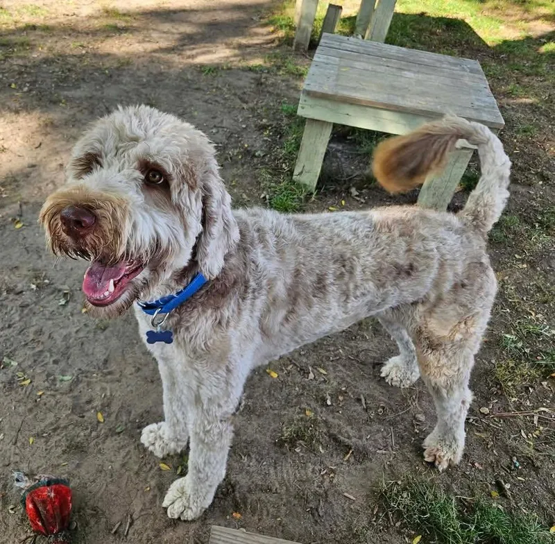 A young large-sized male White / Cream Labradoodle dog named Theo for adoption in Westland, MI