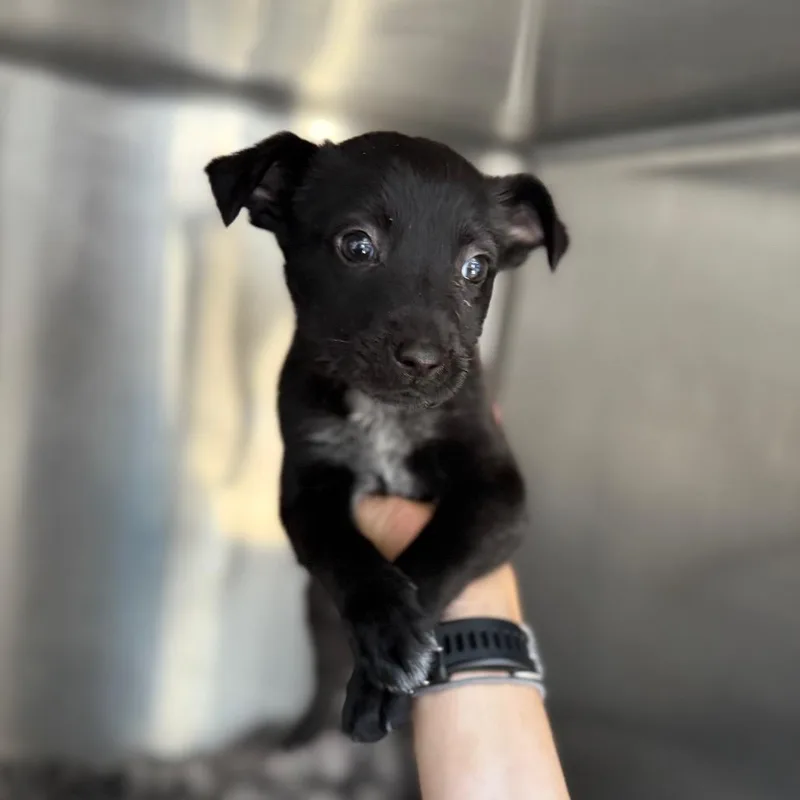 A baby small-sized female Gray / Blue / Silver Mixed Breed dog named Pogo for adoption in Flagstaff, AZ