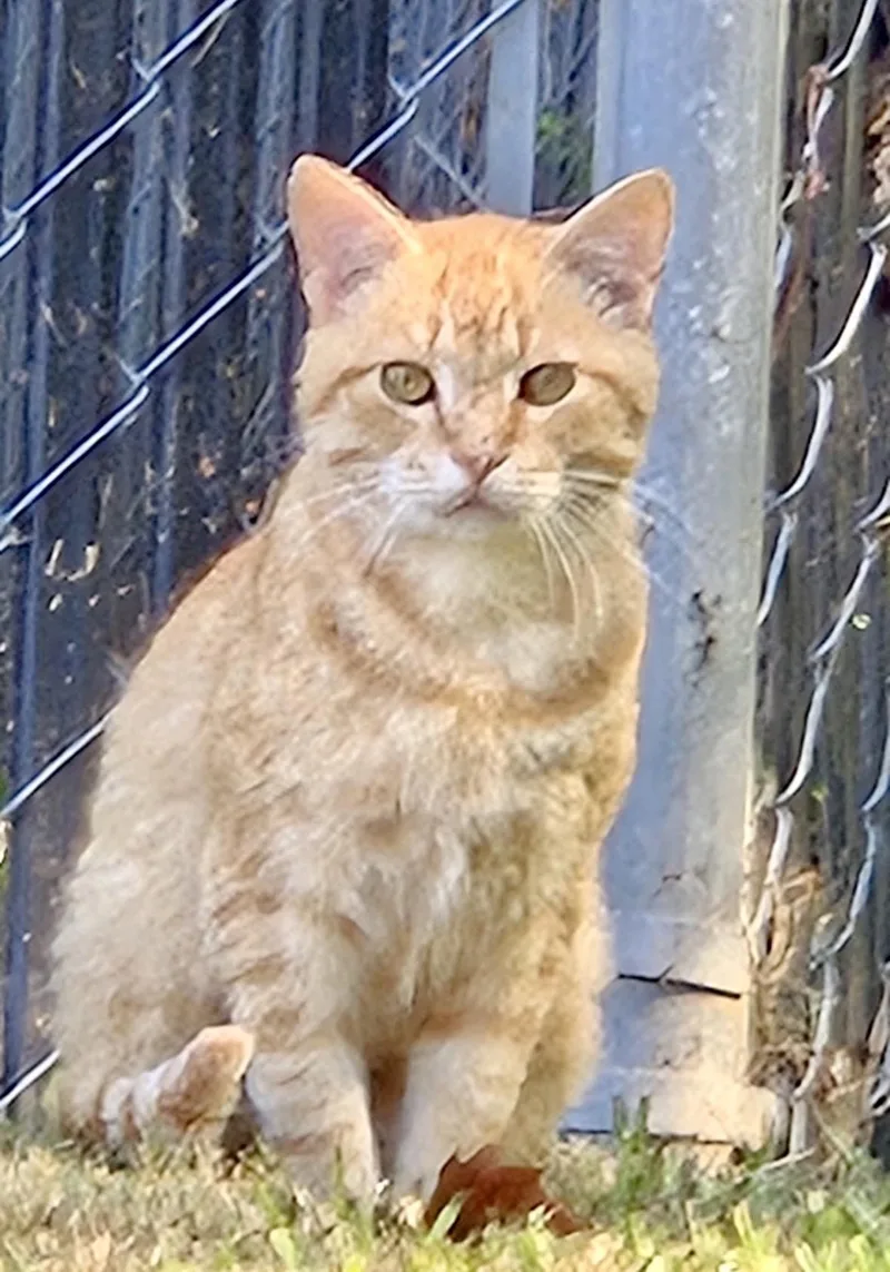 A young medium-sized male American Shorthair cat named Denny for adoption in Loganville, GA