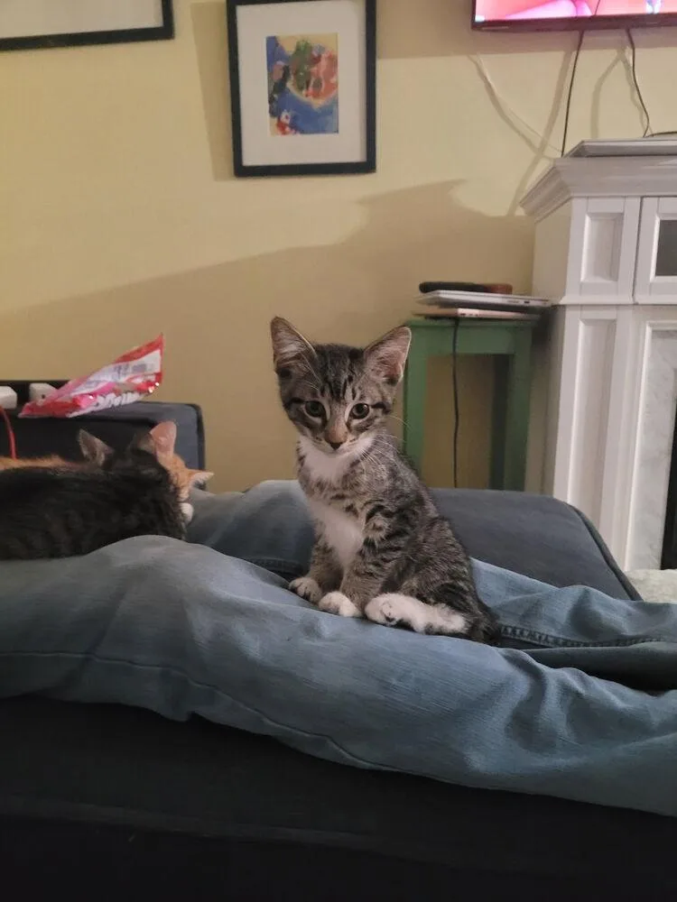 A baby small-sized male Brown / Chocolate Domestic Short Hair cat named Snuffy for adoption in Hudson, NH