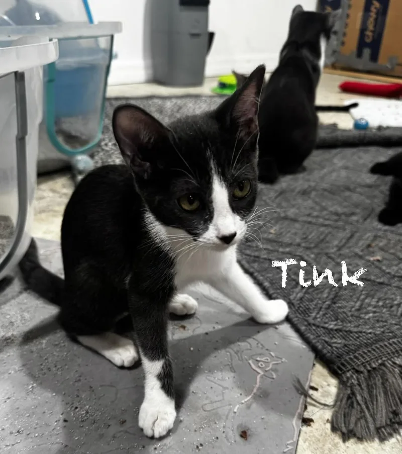 CeCe  Tinker Bell thumbnail 3