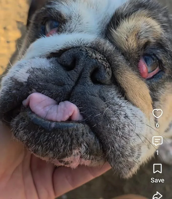 An adult medium-sized female English Bulldog dog named Amy for adoption in Windsor, CO