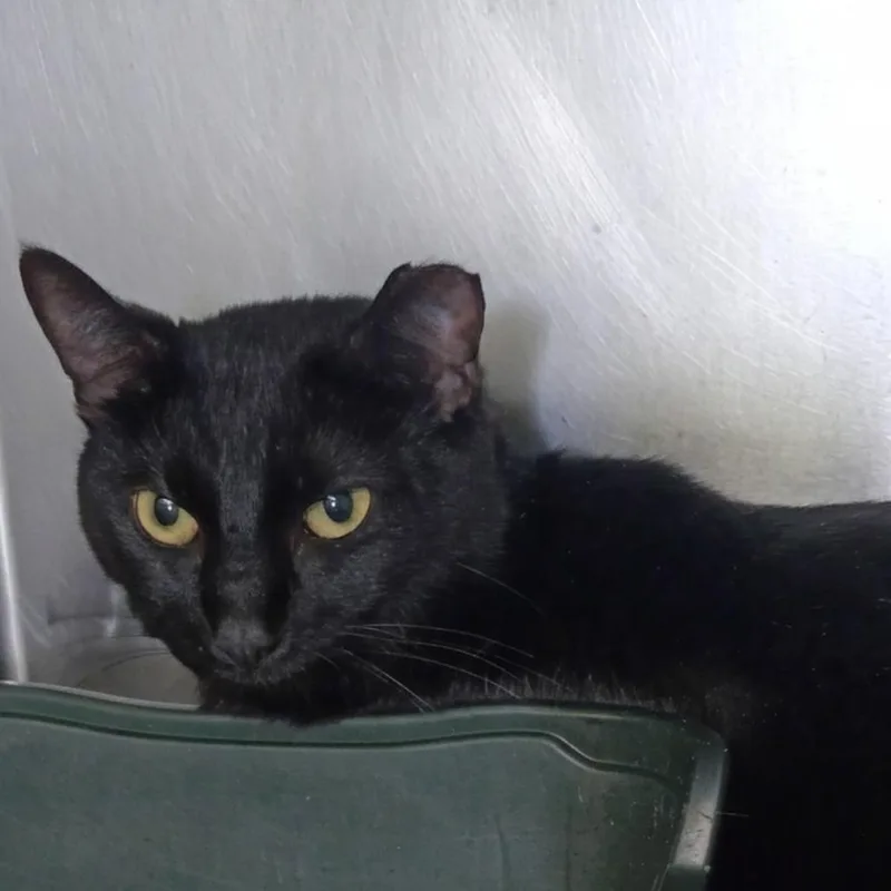 An adult large-sized female Black Domestic Short Hair cat named Lucy for adoption in Valley, AL