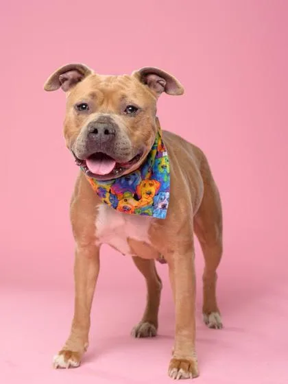 An adult large-sized female Pit Bull Terrier dog named Bella for adoption in Atlanta, GA