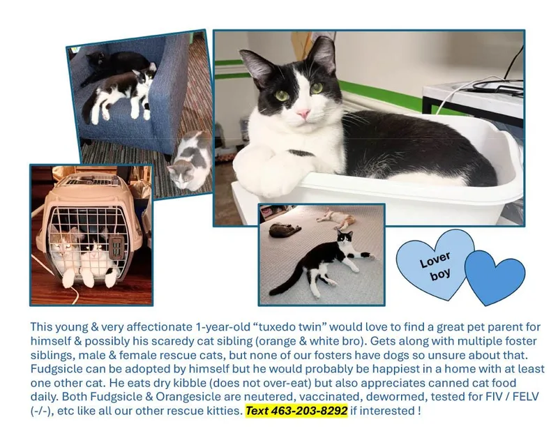 Fudgsicle thumbnail 2