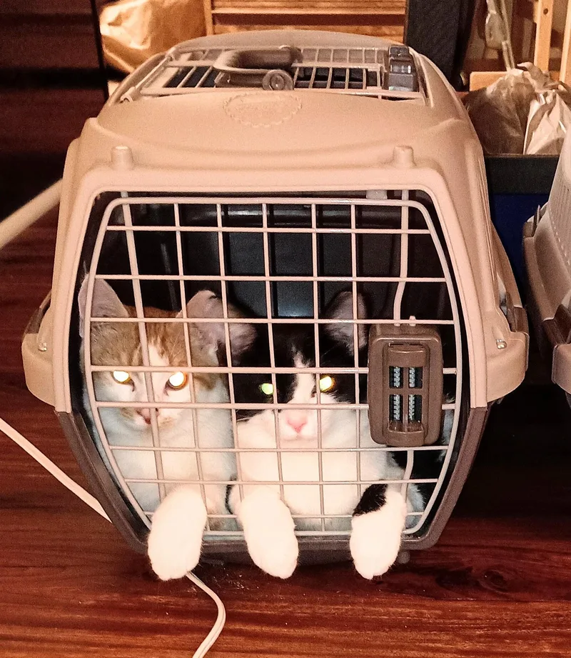 Fudgsicle thumbnail 3