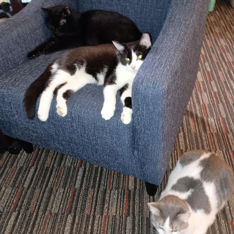 Fudgsicle thumbnail 5