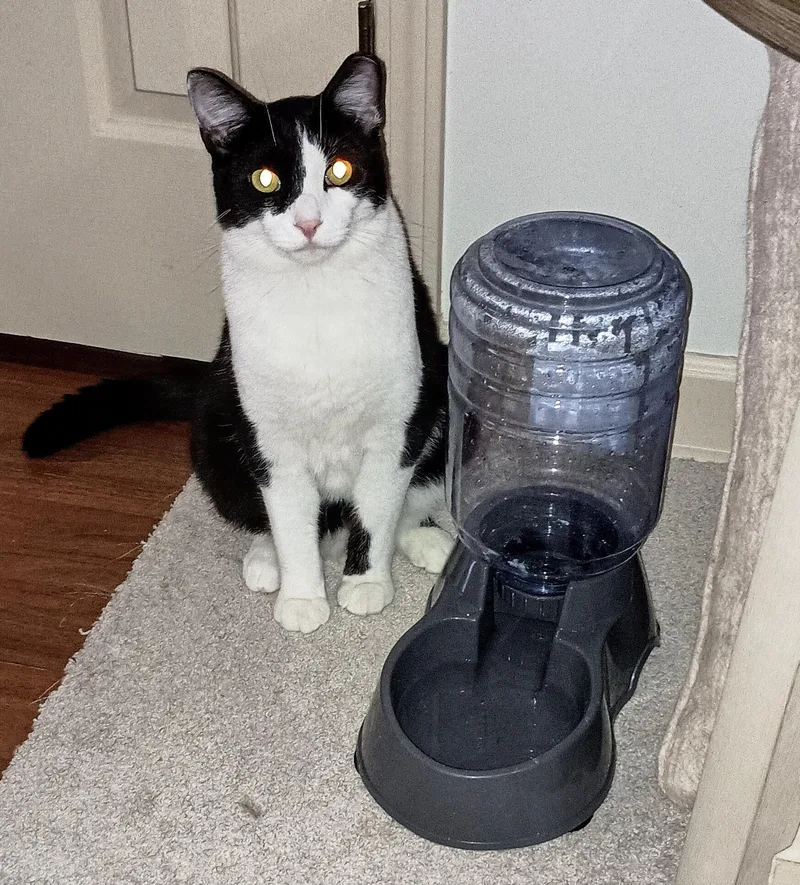 Fudgsicle thumbnail 6