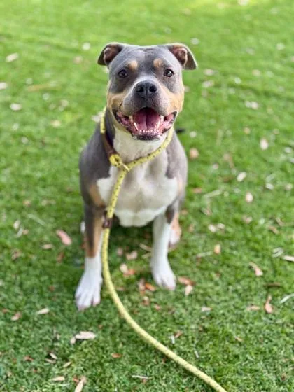 An adult large-sized female Pit Bull Terrier dog named Hammy Bone Jr. for adoption in Daytona Beach, FL