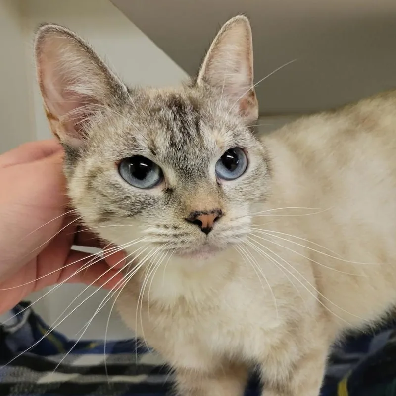 An adult medium-sized female Domestic Short Hair cat named Celia Mae for adoption in Columbia, MO