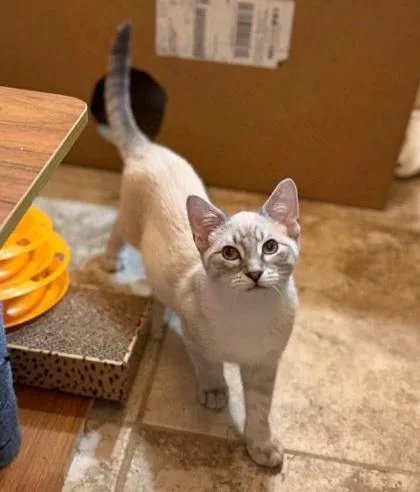 Leo