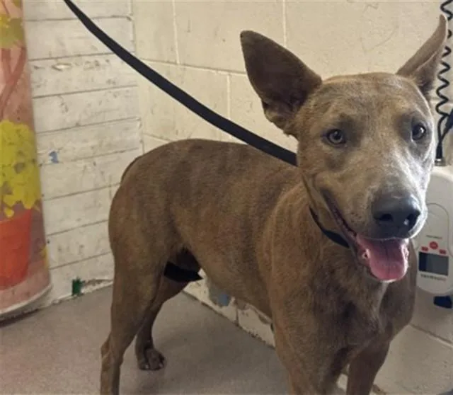 A young medium-sized female Pit Bull Terrier dog named Abigail for adoption in San Bernardino, CA