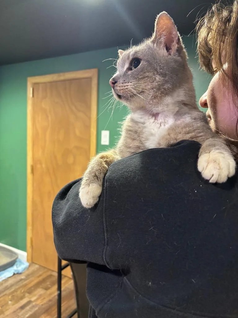 An adult medium-sized male Domestic Short Hair cat named Scraggy Bay for adoption in Cincinnati, OH