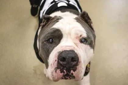 An adult extra large-sized male Mixed Breed dog named Goliath for adoption in Vero Beach, FL