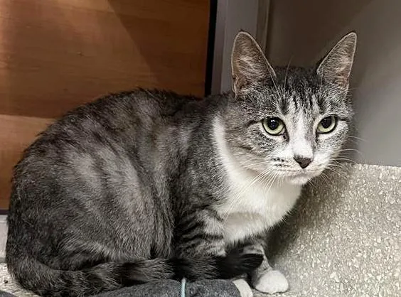 A young small-sized female Domestic Short Hair cat named Sugar for adoption in Saint Louis, MO