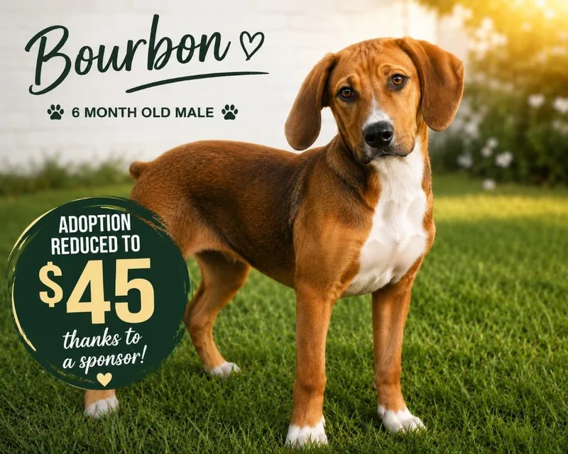 Bourbon thumbnail 4