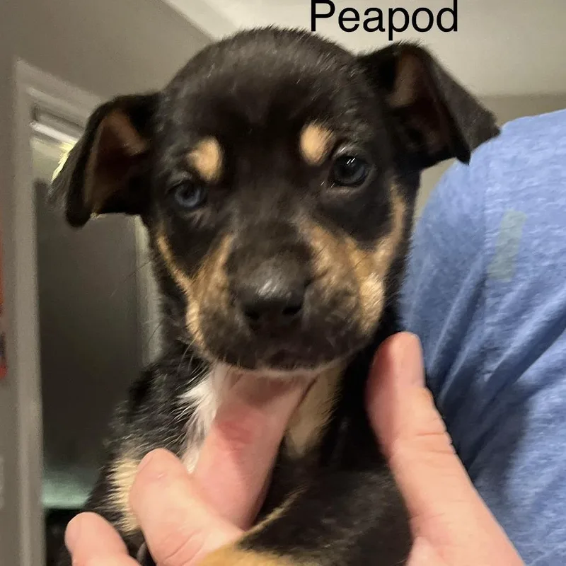 Peapod thumbnail 3