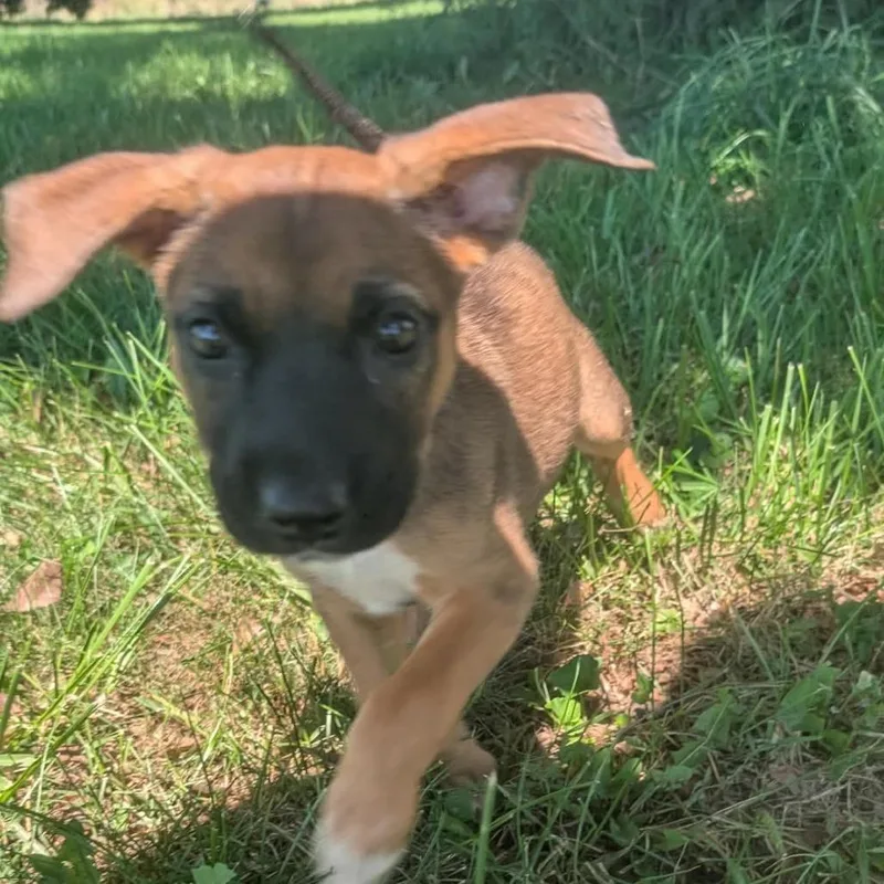 A baby small-sized female Mixed Breed dog named Enid for adoption in Melbourne, KY