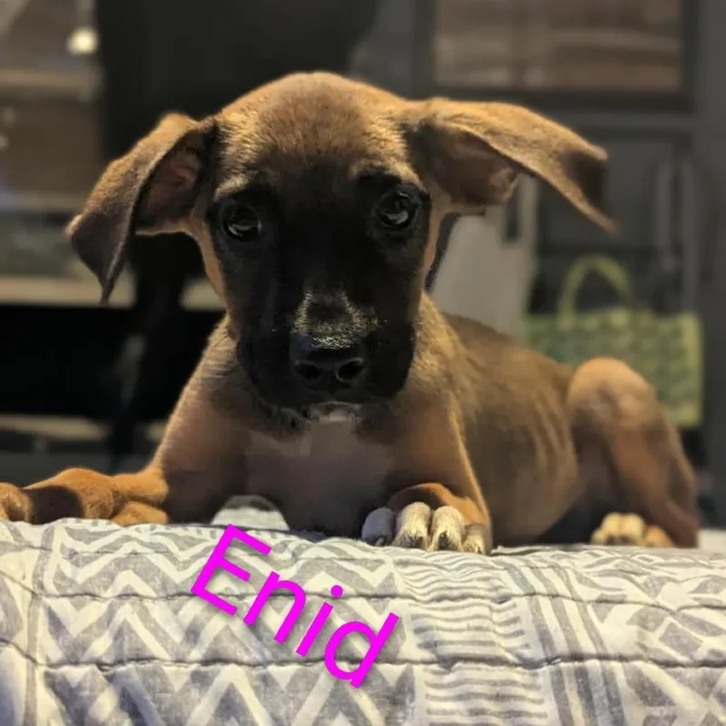 Enid thumbnail 2