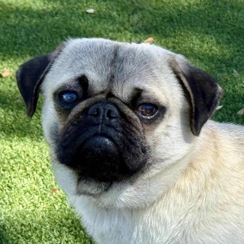 A young small-sized male Pug dog named Drumstick: I Like Chickens for adoption in Hondo, TX