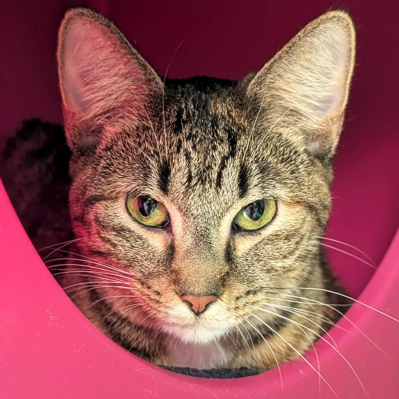 A young medium-sized female Torbie Domestic Short Hair cat named Lexi  Reduced Fee! for adoption in Jefferson, WI