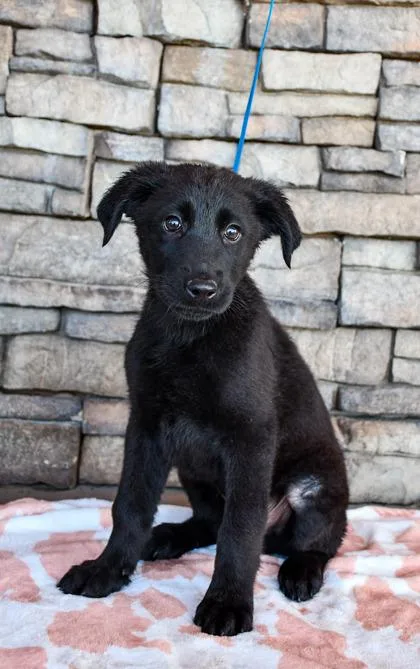 A baby large-sized male Labrador Retriever dog named Granite for adoption in Yakima, WA