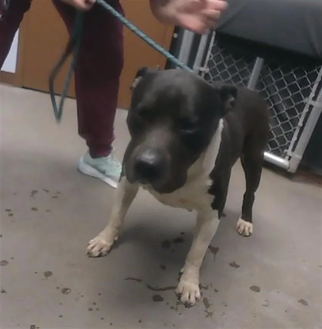 An adult large-sized male Pit Bull Terrier dog named Cowboy for adoption in Phoenix, AZ
