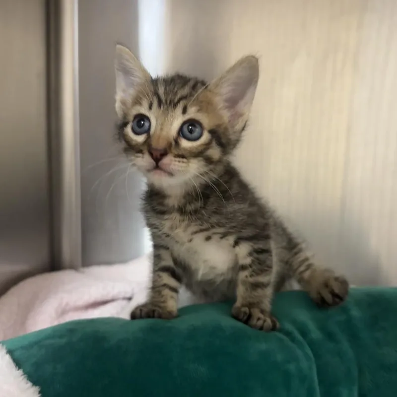 A baby small-sized male Brown / Chocolate Domestic Short Hair cat named Star for adoption in Buellton, CA