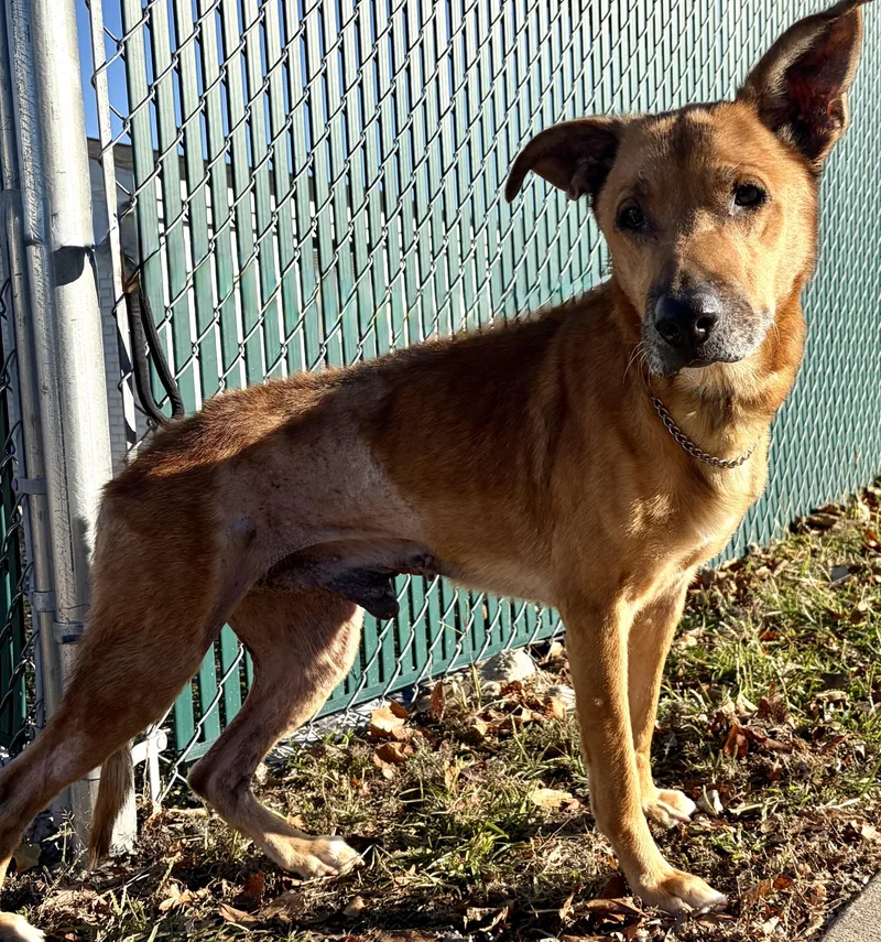 A senior medium-sized male Yellow / Tan / Blond / Fawn Shepherd dog named Ichabod for adoption in McKeesport, PA