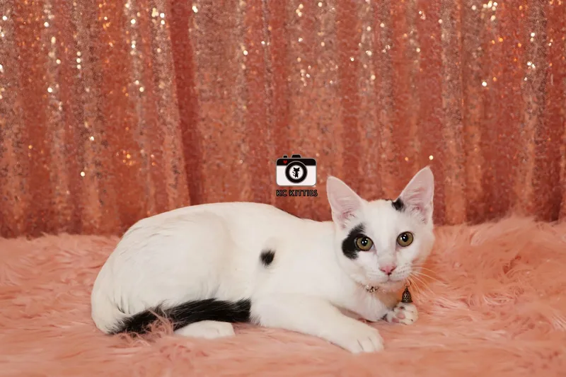 Red Wine Supernova thumbnail 2