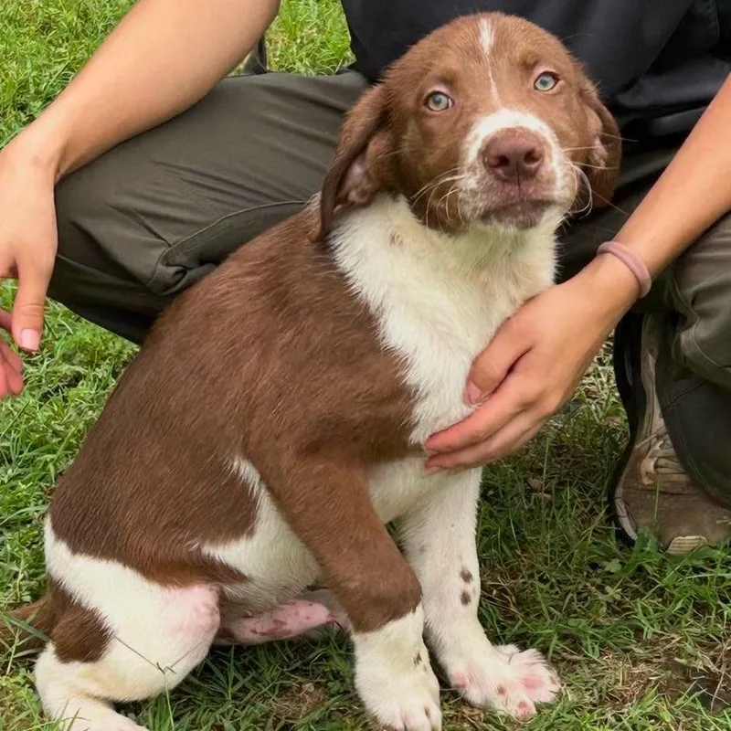 A baby small-sized male Brown / Chocolate Mixed Breed dog named Copper for adoption in Buffalo, MN